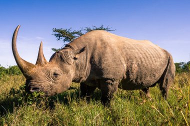 Afrika Savannah Kara gergedan