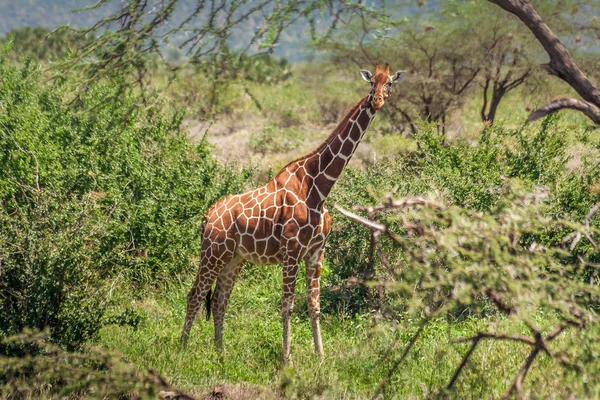 Afrika zürafa, Masai Mara Game Reserve, Kenya — Stok fotoğraf