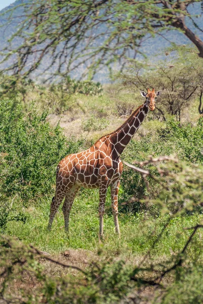 Afrika zürafa, Masai Mara Game Reserve, Kenya — Stok fotoğraf