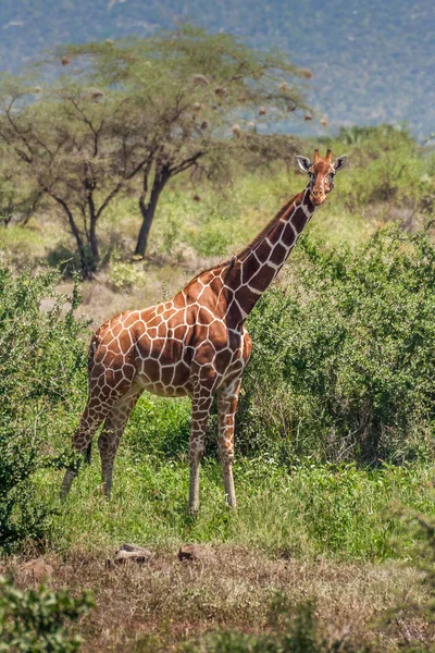 Afrikai zsiráf, Maasai Mara Game Reserve, Kenya — Stock Fotó