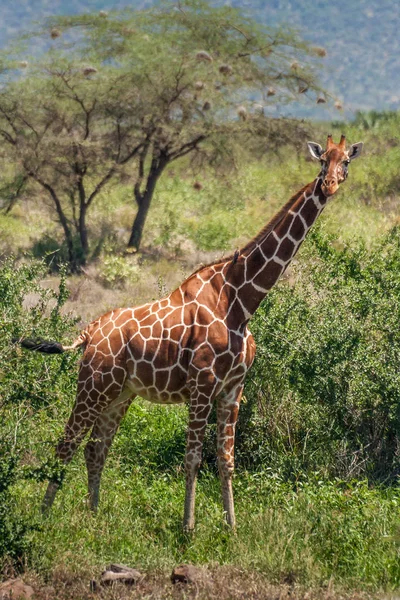 Africká žirafa, Masai Mara Game Reserve, Keňa — Stock fotografie