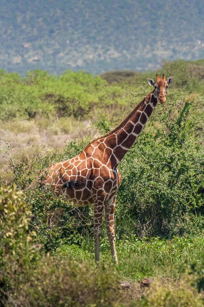 Africká žirafa, Masai Mara Game Reserve, Keňa — Stock fotografie