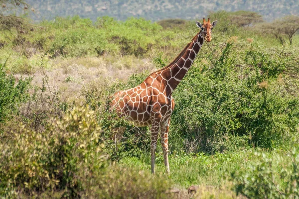 Africká žirafa, Masai Mara Game Reserve, Keňa — Stock fotografie