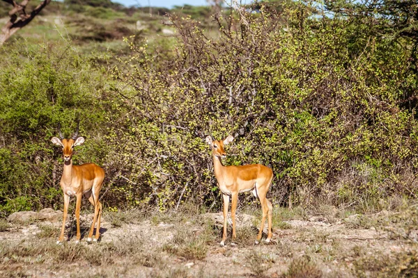 Impala gazelle masculina na reserva Masai Mara, Quênia — Fotografia de Stock