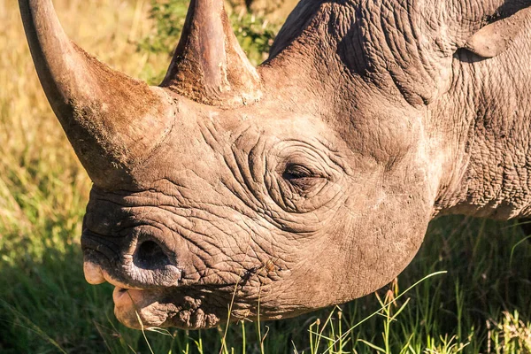 Black rhinoceros in the african savannah — Stock Photo, Image