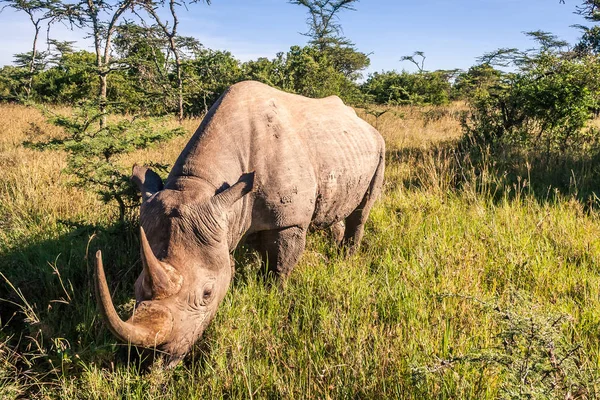 Black rhinoceros in the african savannah — Stock Photo, Image