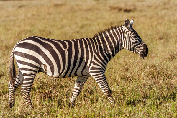 African plains zebra on the dry savannah grasslands