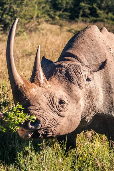 Black rhinoceros in the african savannah — Stock Photo, Image