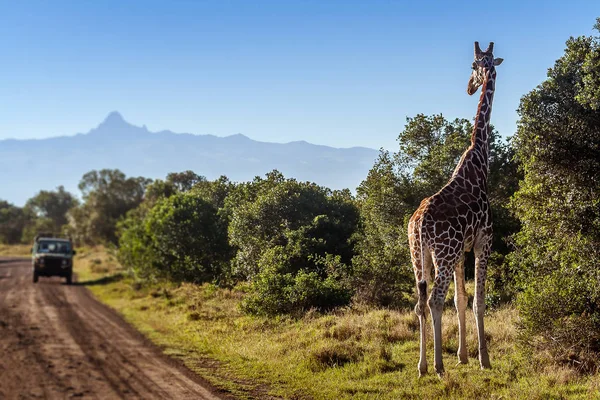 Girafe regardant les touristes dans la savane africaine, Kenya — Photo