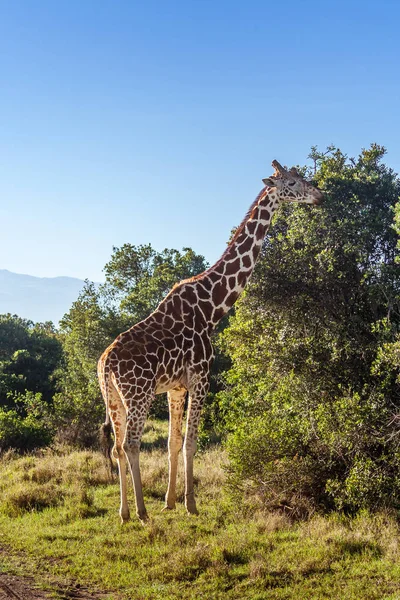 Afrika zürafa, Masai Mara Game Reserve, Kenya — Stok fotoğraf