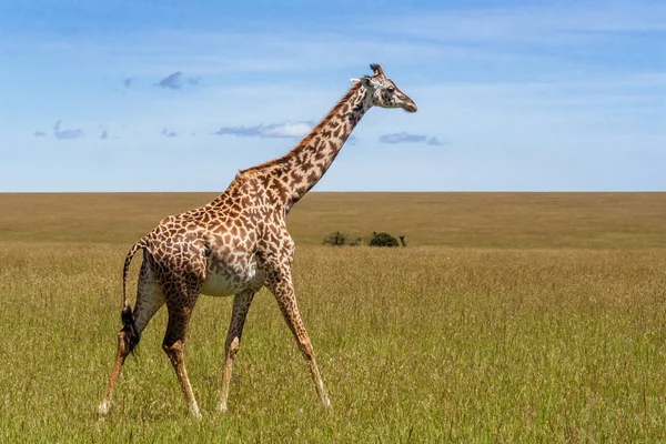 Zsiráf az afrikai szavannában — Stock Fotó