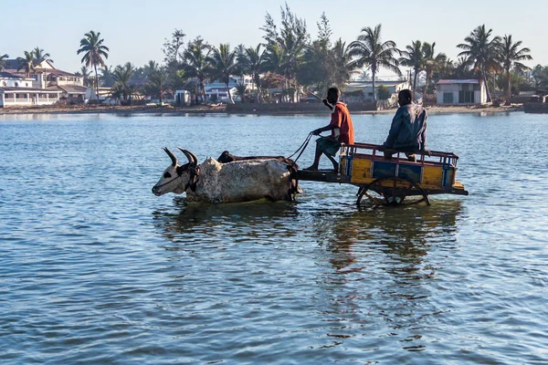 Chariots Zebu déchargeant des navires — Photo