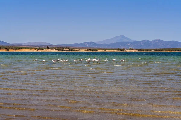 Fehér flamingók a tó Desmond — Stock Fotó