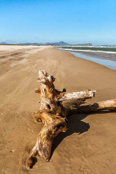 Old tree stump — Stock Photo, Image