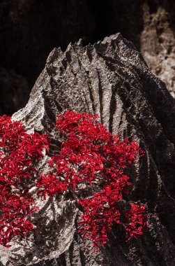 Ankarana Tsingy ve onun genel bitki örtüsü, Kuzey Madagaskar