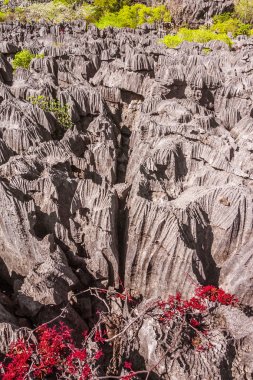 Ankarana Tsingy ve onun genel bitki örtüsü, Kuzey Madagaskar