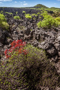 ankarana, Kuzey Madagaskar tsingy