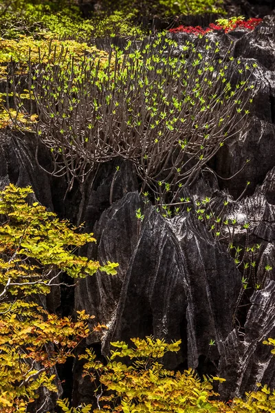 Vegetatie Van Ankarana Nationaal Park Noord Madagascar — Stockfoto