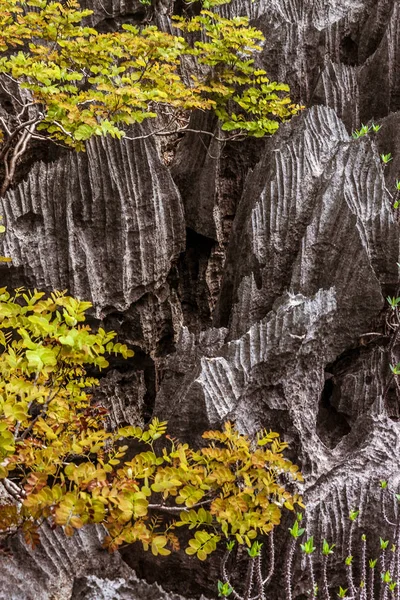 Vegetatie Van Ankarana Nationaal Park Noord Madagascar — Stockfoto