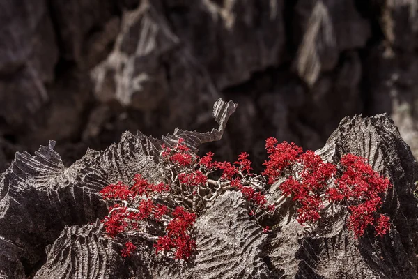 Ankarana Tsingy Onun Genel Bitki Örtüsü Kuzey Madagaskar — Stok fotoğraf