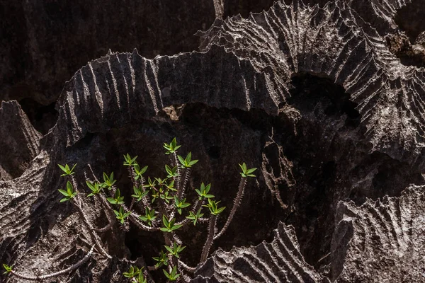 Tsingy Van Ankarana Noord Madagascar — Stockfoto