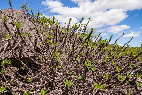 Tsingy Van Ankarana Noord Madagascar — Stockfoto