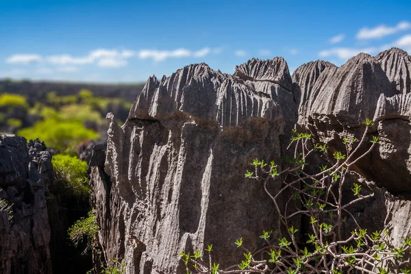 Tsingy Ankarana Північна Мадагаскару — стокове фото