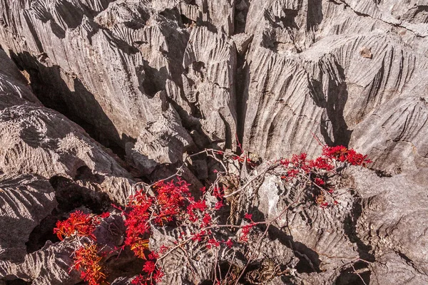 Tsingy Van Ankarana Zijn Generieke Vegetatie Noord Madagascar — Stockfoto
