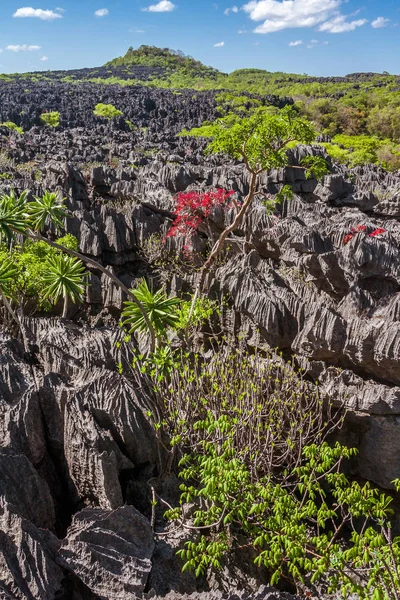 Tsingy Ankarana Madagascar Settentrionale — Foto Stock