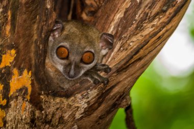 Sportif lemur veya Lepilemur Ankarana massif, Kuzey Madagaskar gelen