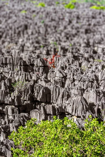 Vegetatie Van Ankarana Massief Noord Madagascar — Stockfoto