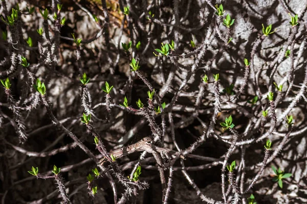 Netelige Vegetatie Van Ankarana Massief Noord Madagascar — Stockfoto