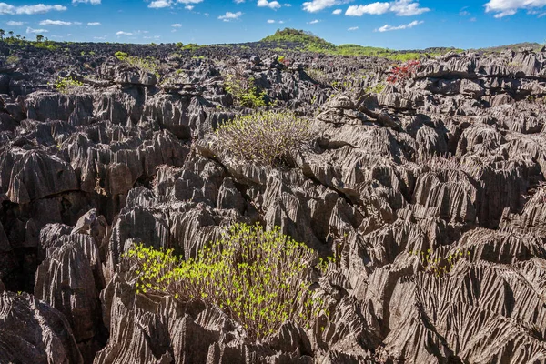 Ankarana Kuzey Madagaskar Tsingy — Stok fotoğraf