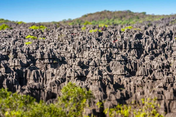 Vegetation Ankarana Massivet Norra Madagaskar — Stockfoto