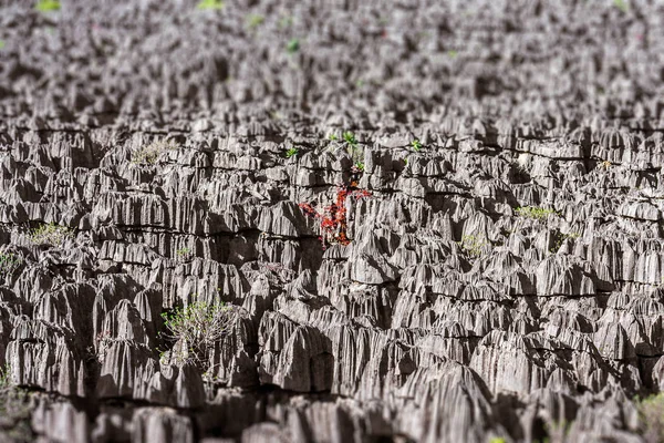 Zee Van Tsingy Van Ankarana National Park Noord Madagascar — Stockfoto