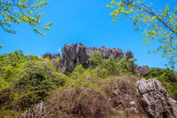 Vegetación Del Macizo Ankarana Norte Madagascar — Foto de Stock