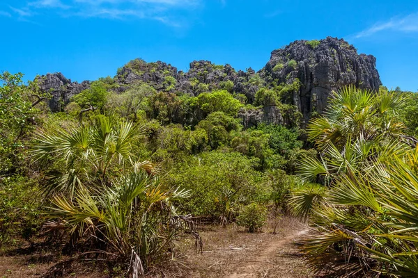 Vegetazione Del Massiccio Dell Ankarana Madagascar Settentrionale — Foto Stock