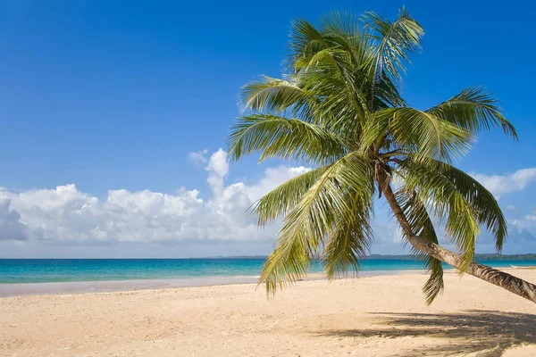 Coconut palm tree — Stock Photo, Image