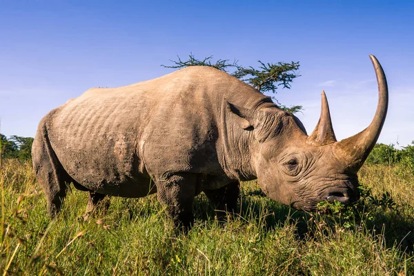 Black rhinoceros in the african savannah — Stock Photo, Image