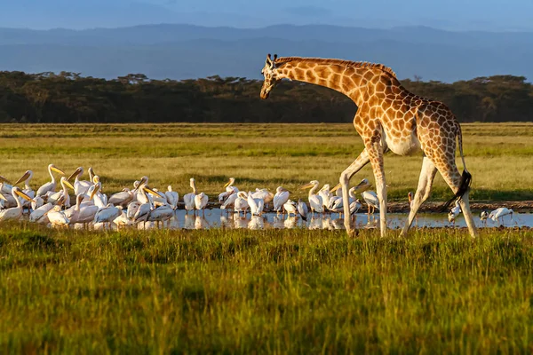 Rotschild zsiráf (Giraffa camelopardalis) és pelikánok — Stock Fotó