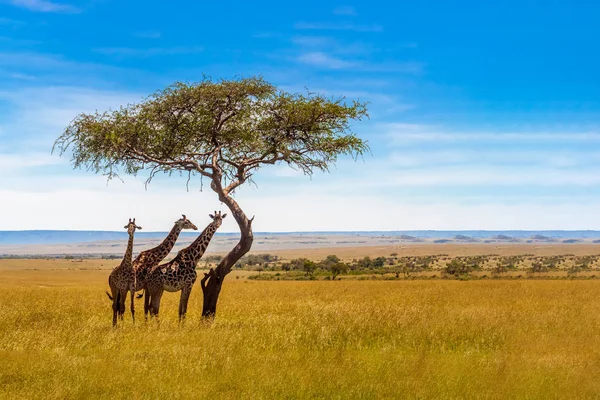 Trois girafes sous acacia — Photo