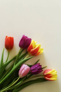  Beyaz bir arka planda Tulips, kutlama
