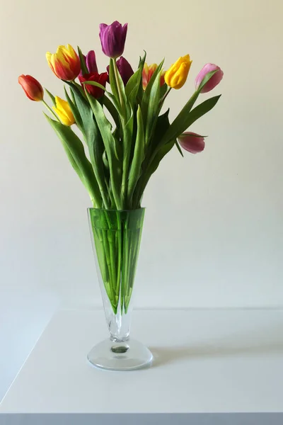 Tulips on a white background, celebration — Stock Photo, Image