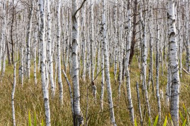 Brich arka planda - Polonya görüntülemek.