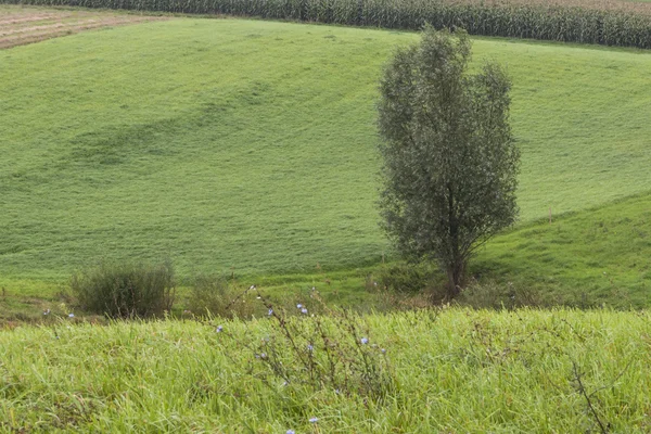 Albero solitario su prato verde . — Foto Stock