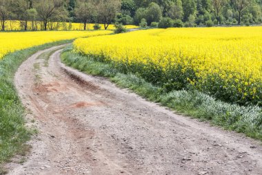 Altın tecavüz alan