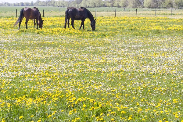 Koně na pastvě - Dánsko — Stock fotografie