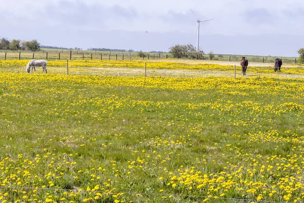 Horses on pasture - Denmark — Stock Photo, Image