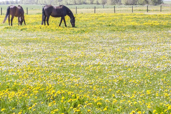 马在牧场-丹麦 — 图库照片