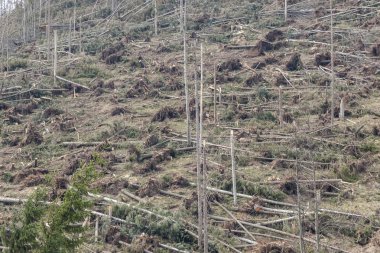 Orman sonra felaket - Polonya.
